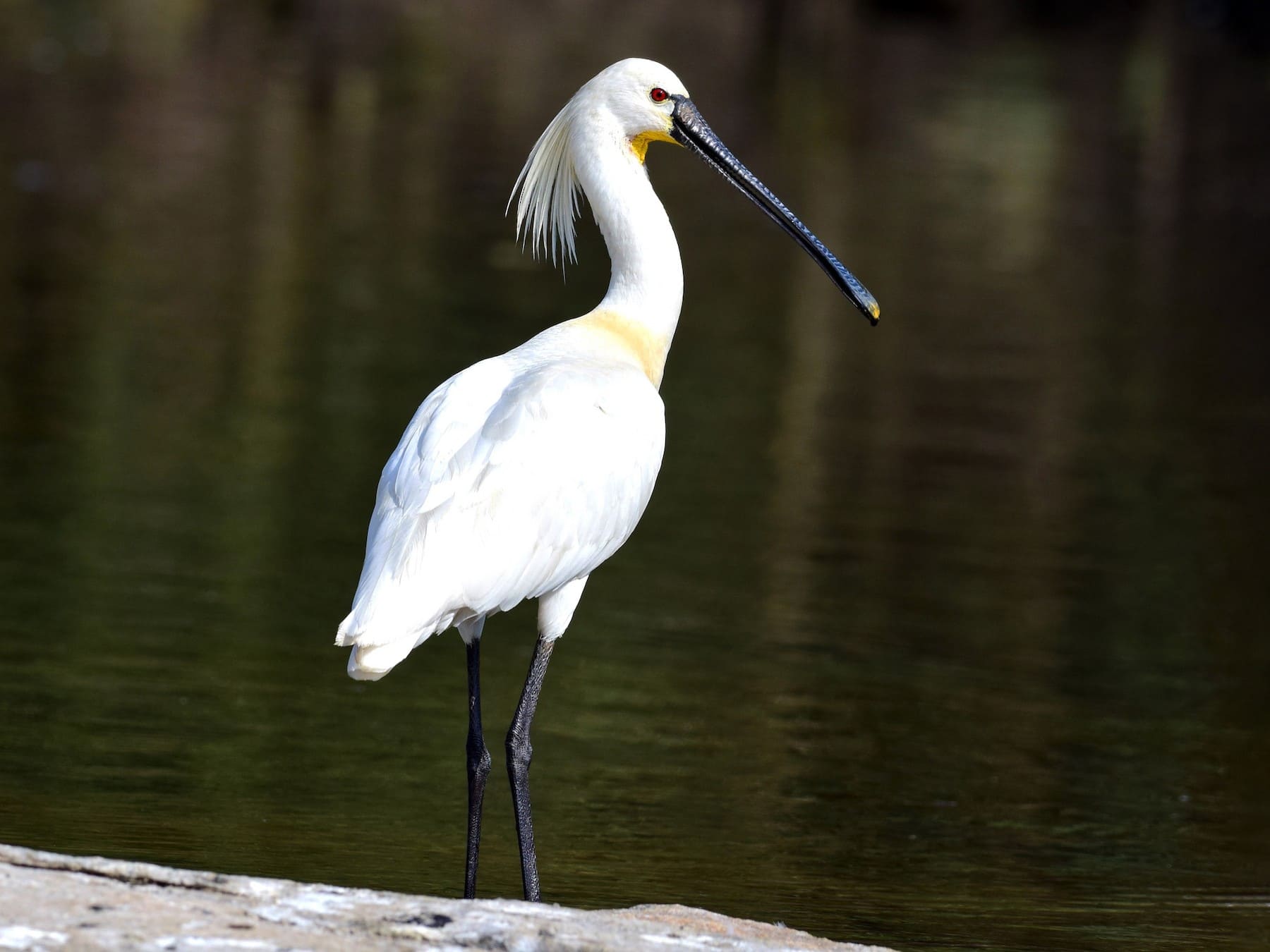 Eurasian Spoonbill